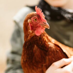 Cinnamon Queen Hens