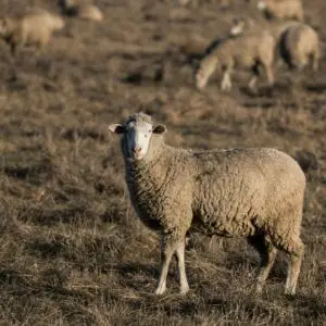 Lamb Butcher Day - October 26th