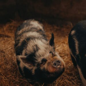 Pig Butcher Day - February 8th