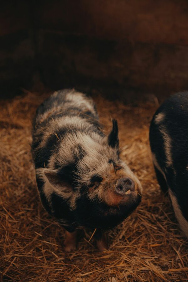 Pig Butcher Day - February 8th